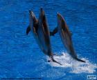 Ομάδα των δελφινιών άλμα